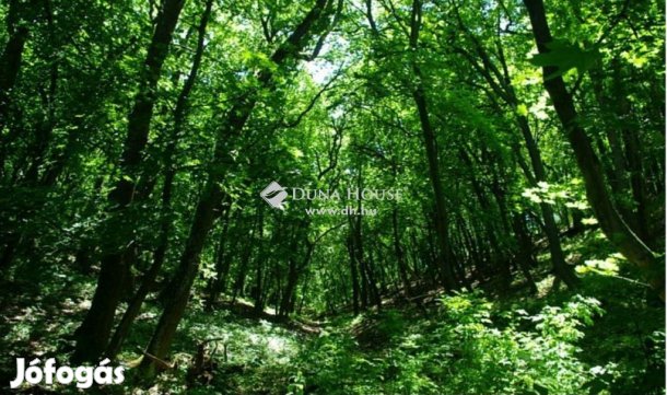 Eladó 14352 nm-es telek Regenye