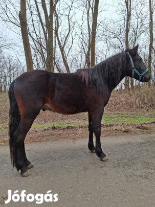 Eladó 145cm útleveles herélt 