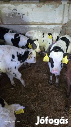 Eladó 14db hf bikaborjú 10db 5-6 hetesek