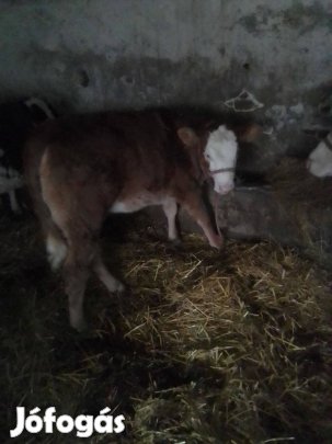 Eladó 14hetes mt üsző iregszemcse