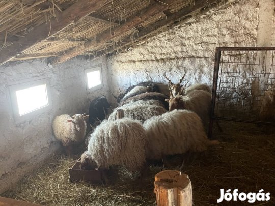 Eladó 15 db racka anya juh birka 