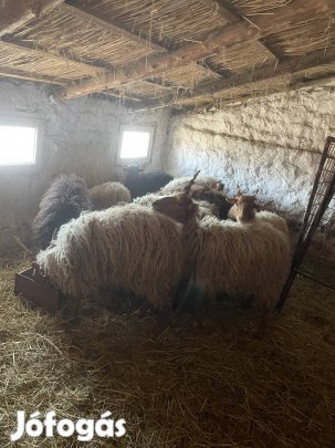 Eladó 15db racka juh birka