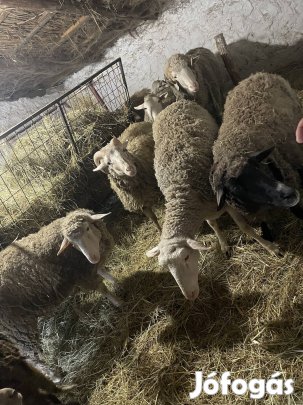 Eladó 16db fiatal vemhes anya birka juh 