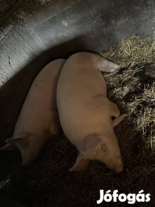 Eladó 170kg hízók