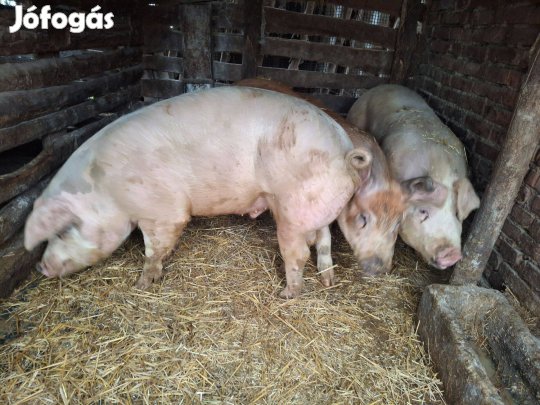 Eladó 170kg körüli hízó
