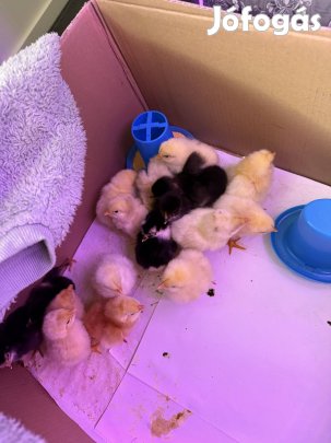 Eladó 19 db napos csibe