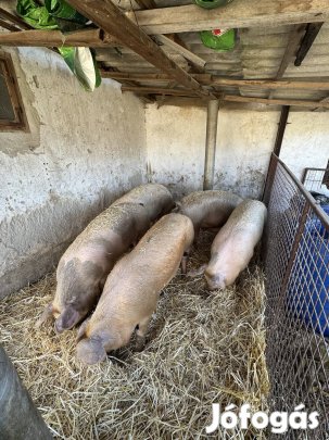 Eladó 1 db 150-160 kg hízó.