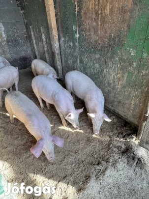 Eladó 1 db 40kgos malac 