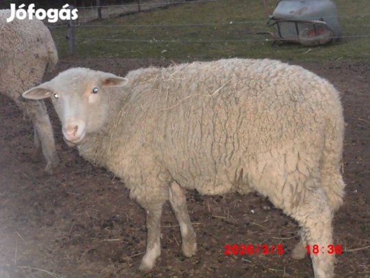 Elado 1 db 8 honapos merino kos barany