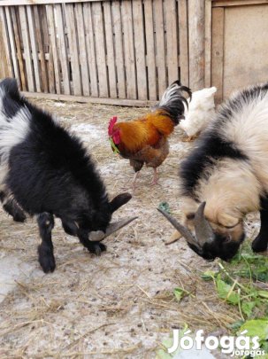 Eladó 1 éves kecskék csere is