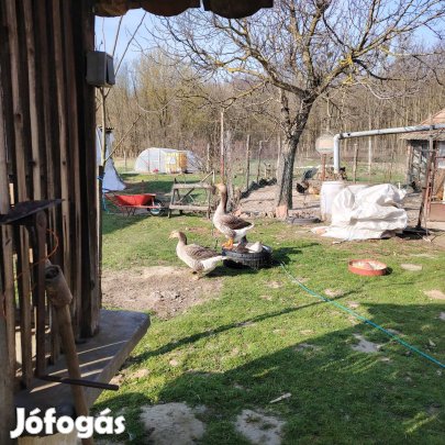 Eladó 1 éves liba pár