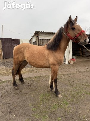Eladó 1 éves sodrott csődör csikó