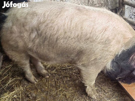 Eladó 200kg hizo