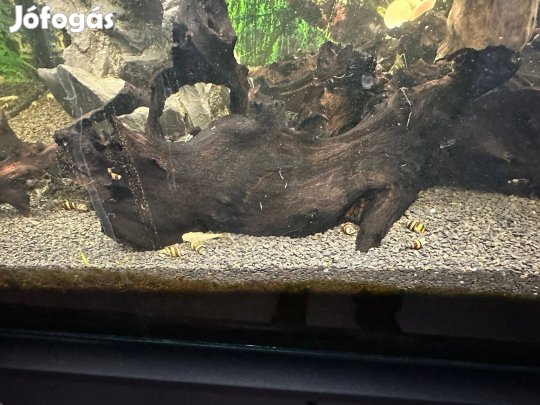 Eladó 200l-es akvárium, mindennel, ami a képen van