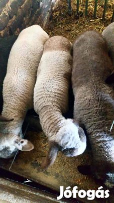 Eladó 20-25 kg-s bárányok 5 db