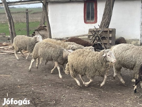 Eladó 20 db vemhes fiatal juh 