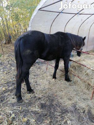 Eladó 20 hónapos csődőr csikó
