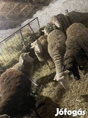 Eladó 20db vemhes fiatal anya juh birka