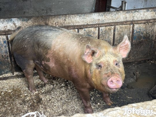 Eladó 220 kg Diszno