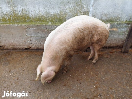 Eladó 250-300 kg hízó konyha készen is