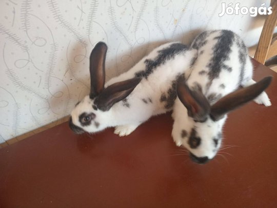 Eladó 2 bak nyúl
