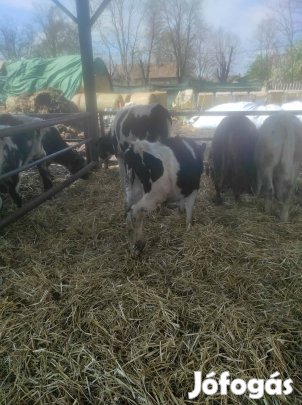 Eladó 2 darab fekete bika!