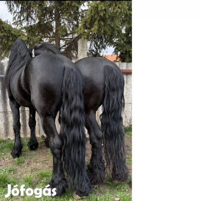 Eladó 2/db Fríz Csődőr lovak