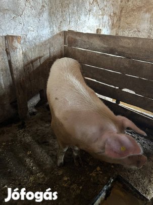 Eladó 2 db anyadisznó, koca