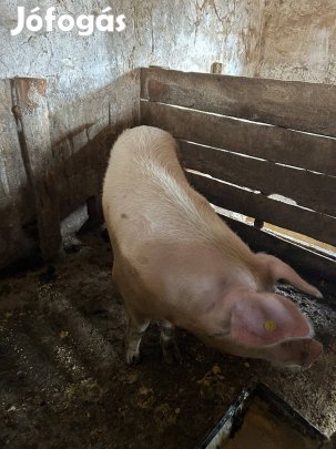 Eladó 2 db anyadisznó kedvező áron!