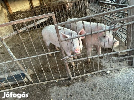 Eladó 2 db ártány hízó Izsákon!