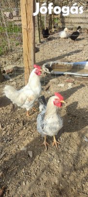 Eladó 2 db ívar éret kakasok!