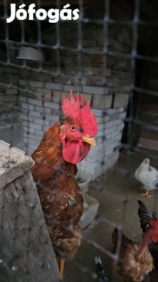 Eladó 2 db kakas