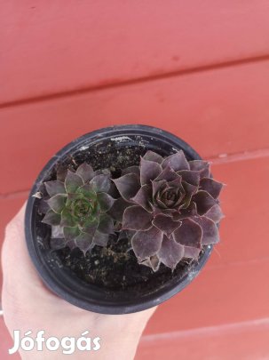 Eladó 2 db kövirózsa