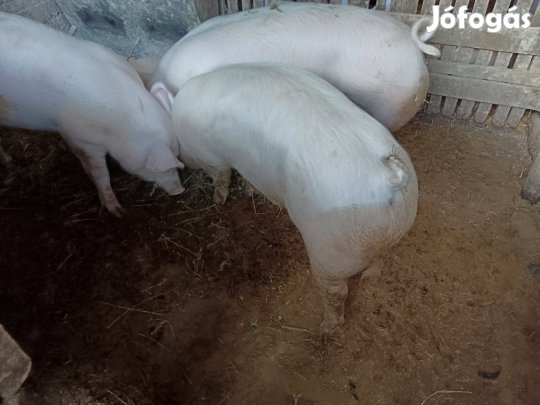 Eladó 2 db minőségi ártány hízó