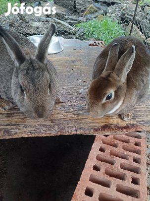 Eladó 2 db nőstény nyúl
