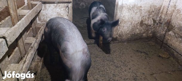 Eladó 2 db sertés