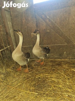 Eladó 2 db tojó liba