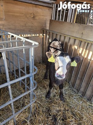 Eladó 2 db üszö borju
