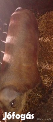 Elado 2 disznó!
