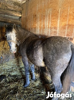Eladó 2 éves csődör vagy szarvasmarha csere