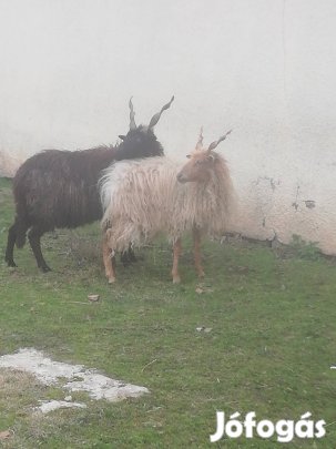 Eladó 2 racka jerke juh 