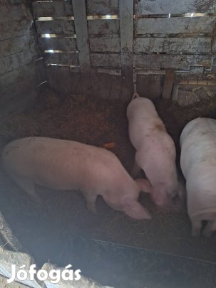 Eladó 2 sűdő koca malac