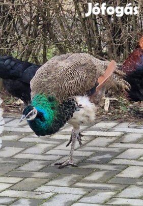 Eladó 2 tojó és 1 kakas páva!