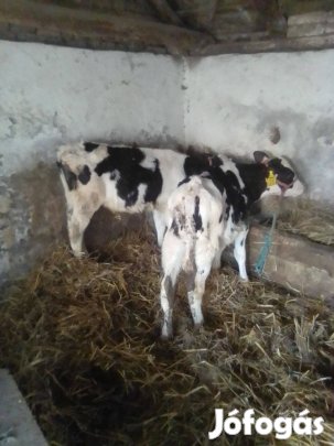 Eladó 2db 12hetes hf bika iregszemcse
