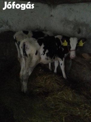 Eladó 2db 20hetes fekete bika iregszemcse