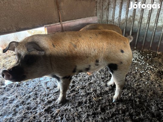 Eladó 2db aktív kan