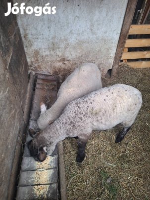Eladó 2db barany