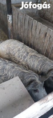 Eladó 2db hízó