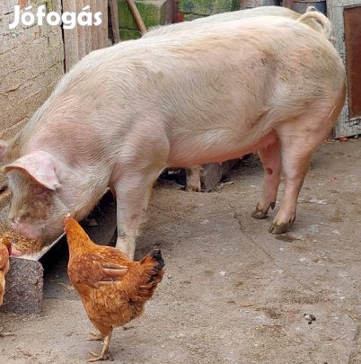 Eladó 2db hízó