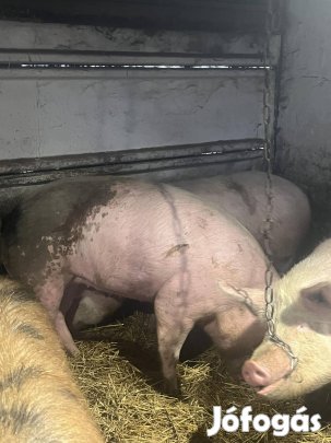 Eladó 2db hízó